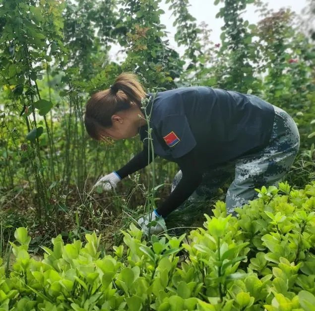 在勞動(dòng)中把小家融入大家 ——用汗水滋養(yǎng)校園土地